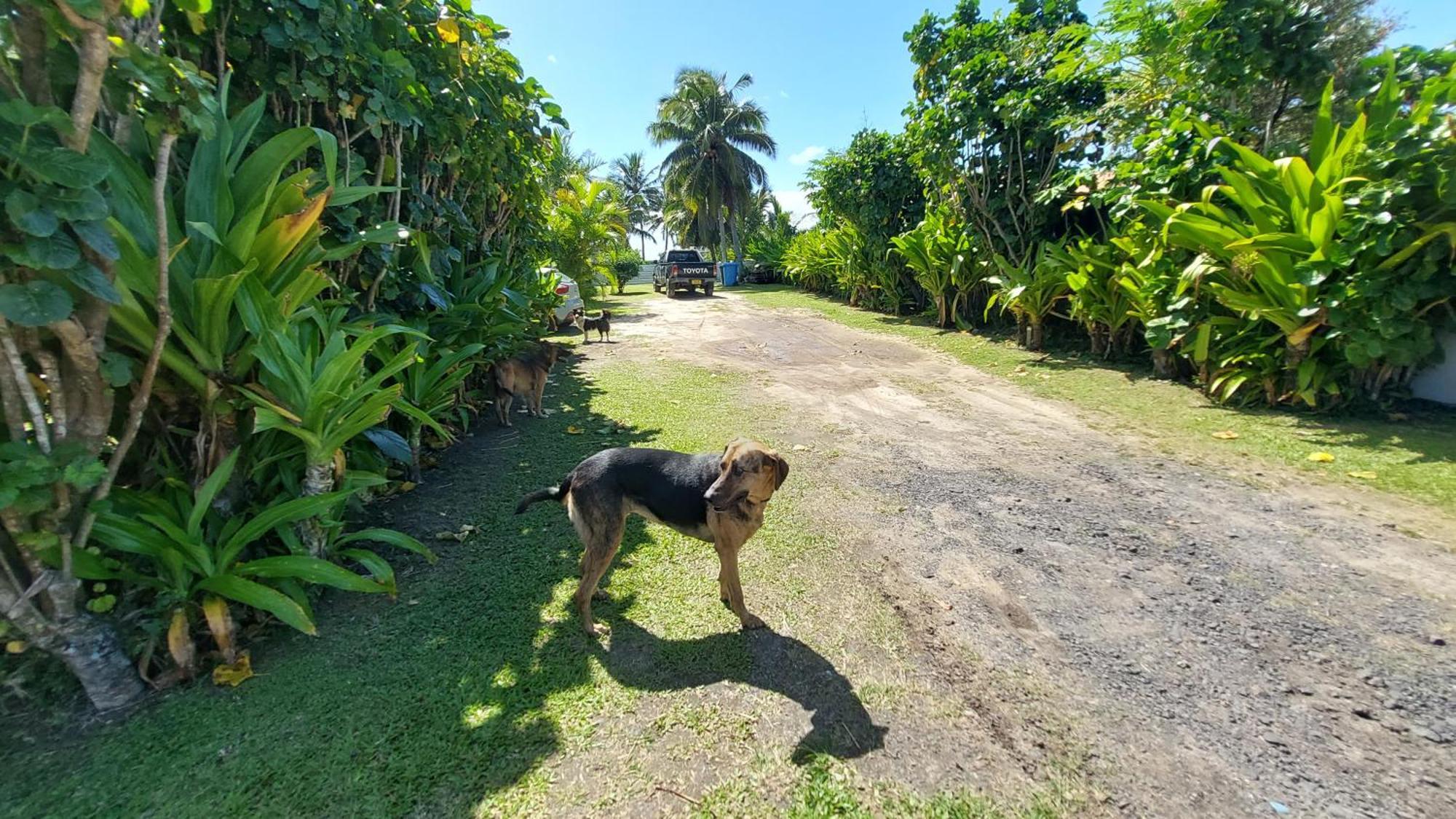 Herons Reef Holiday Apartments Rarotonga Esterno foto