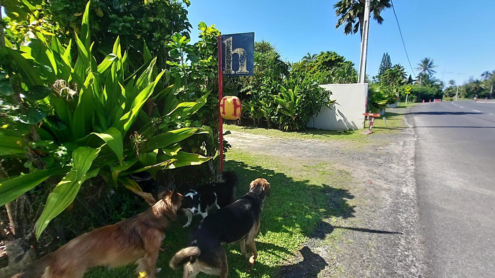 Herons Reef Holiday Apartments Rarotonga Esterno foto